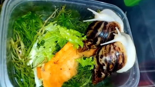Как вырастить большую улитку ахатину смотреть онлайн