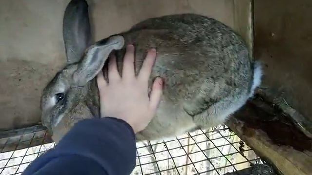 Комбикорм или зерно смотреть онлайн