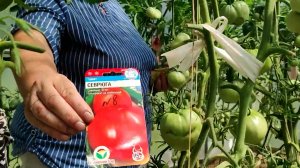 Томат Севрюга плюсы и минусы