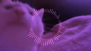 Жанулька - Кис кис кис кис я котик ты котик - Remix