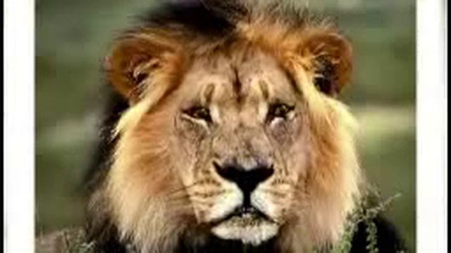 Владимир Высоцкий.Парус. смотреть онлайн