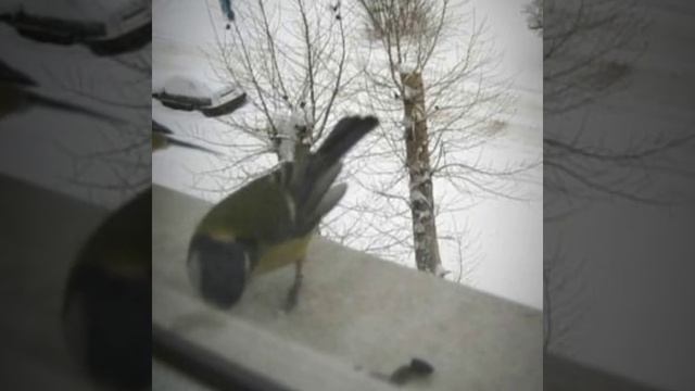 синички! смотреть онлайн