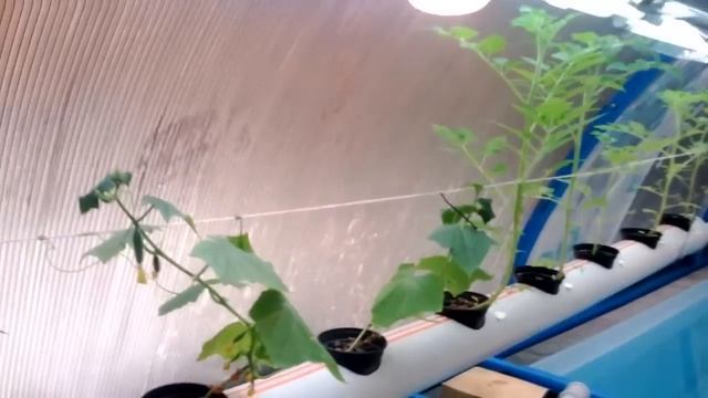 №2 Опыт самодельной системы гидропоники для выращивания овощей и зелени смотреть онлайн
