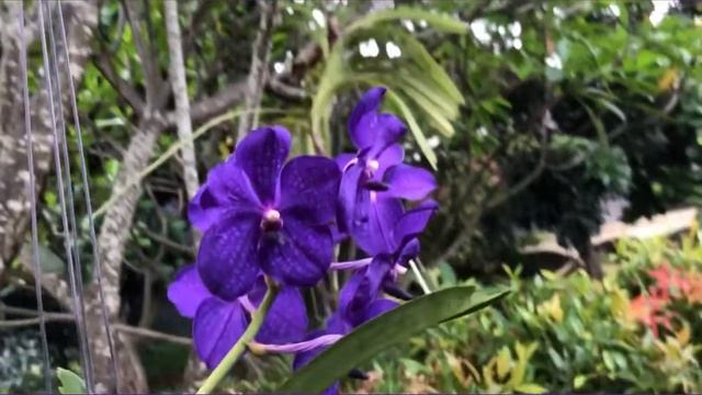 Vanda Pachara Delight Blue Orchid смотреть онлайн