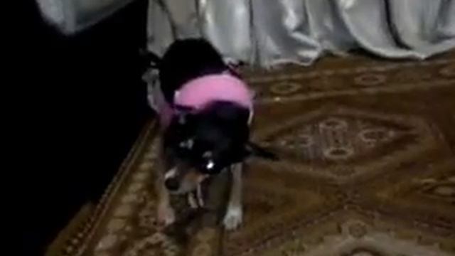 Ляля собака в юбке)))