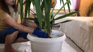 ЮККА ПЕРЕСАДКА УХОД ОБРЕЗКА