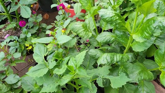 My 3rd Dahlia Seedling And Garden Update смотреть онлайн