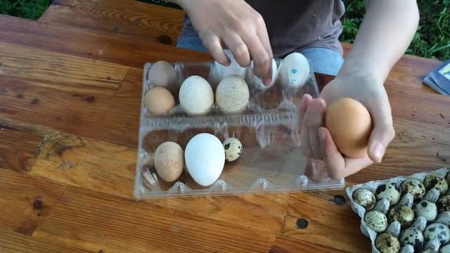 Andrey Cool Cook ( Андрей Старостенков- Рогов) и обзор на виды яиц 🙌🐣 смотреть онлайн