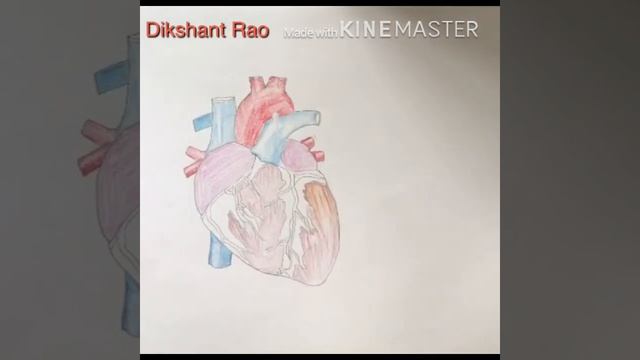 Easy Heart diagram // How to draw human heart ? смотреть онлайн