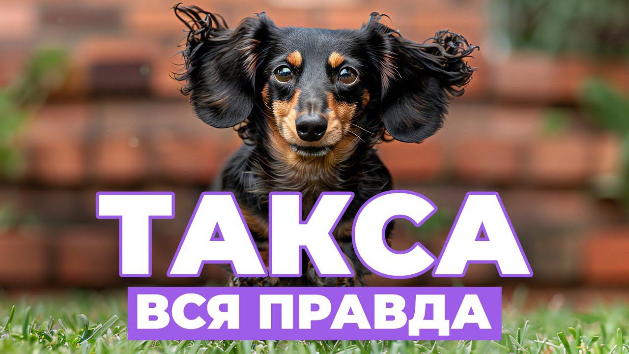 Все о таксах: история породы, особенности характера и воспитания. Обзор смотреть онлайн