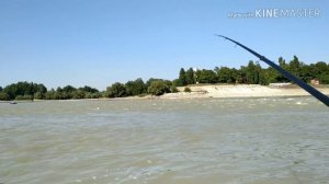 Ловля чехони на болонскую удочку.Рыбалка на реке Кубань.