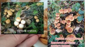 Осенние и летние  опята и их опасные двойники.