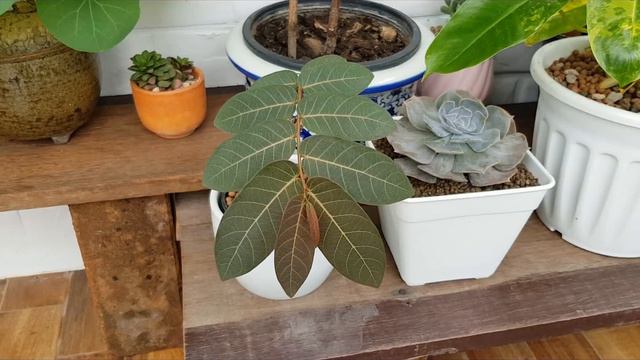 EP.19 Update มะยมเงินมะยมทอง และบอระเพ็ดพุงช้าง #ไม้โขด смотреть онлайн