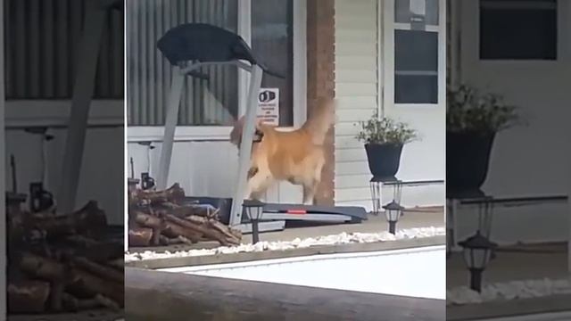 Хороший мальчик гуляет, пока идет дождь.mp4 смотреть онлайн