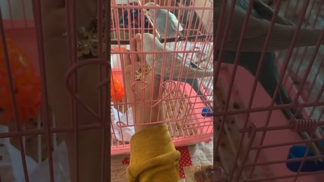 Как приучить попугая к рукам смотреть онлайн