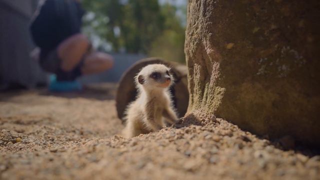 Best Animal Compilation Of 2020