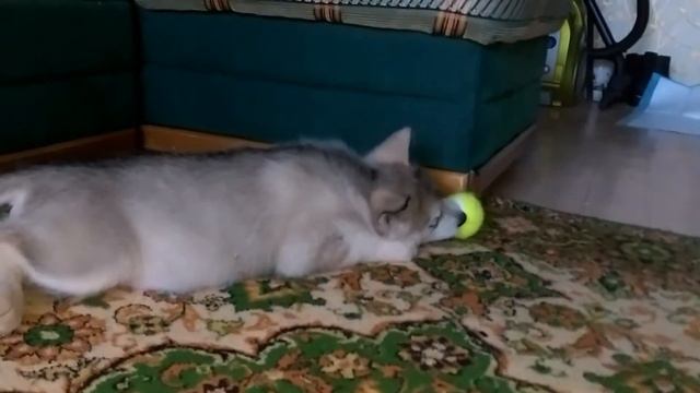 Аляскинский маламут Альфа