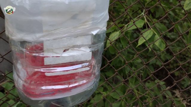 Крупный опарыш за 3 дня в домашних условиях | Опарыш для рыбалки | выращиваем опарыша без запаха