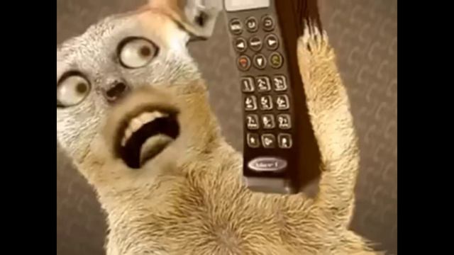 смешная песня про котов😂 смотреть онлайн