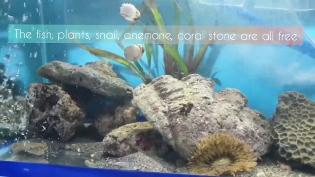 Paano ba magset up ng saltwater tank? Mura At Easy смотреть онлайн