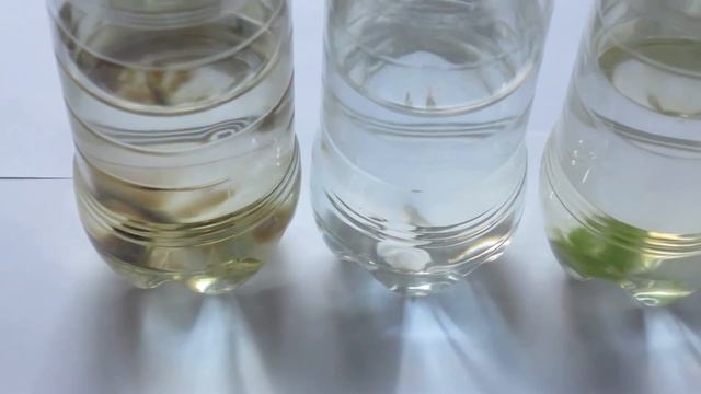 Водоросли зимой. Без света вообще? Глюкоза и фруктоза. смотреть онлайн