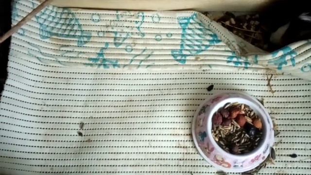 Если вы решили завести морскую Свинку? смотреть онлайн