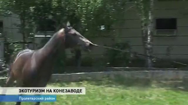Великокняжеский конезавод. г. Пролетарск смотреть онлайн