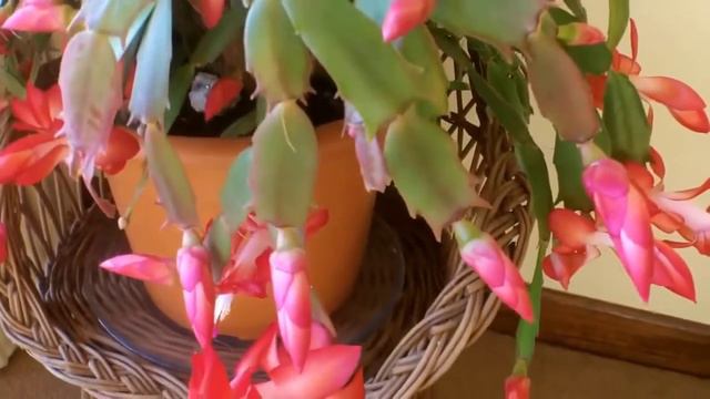 My beautiful Schlumbergera "Christmas Cactus" from bud to red bloom смотреть онлайн