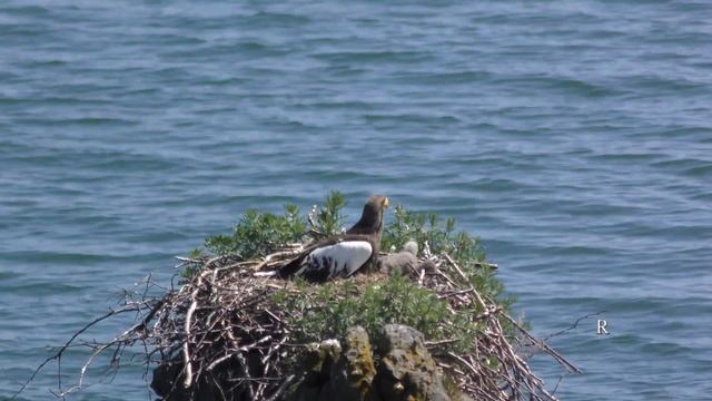 Гнездо белоплечего орлана Камчатка часть 2 смотреть онлайн