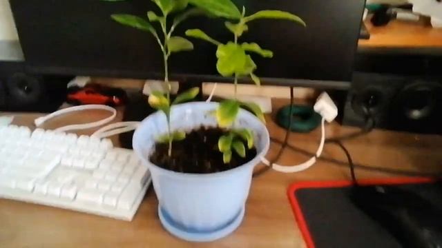 Я рощу лимончика ?если нравятся лимончики подпишитесь и поставьте лайк