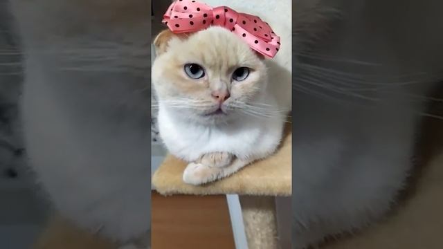 САМАЯ ГРАЦИОЗНАЯ И СПОКОЙНАЯ КОШКА / МИСС ЭЛЕГАНТНОСТЬ ? смотреть онлайн