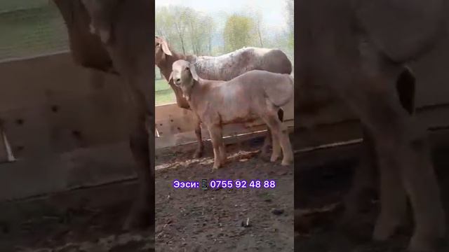 Арашан кочкор,💁♂️разрез мощный куйрук, тике, ☀️95см бой, 2тиш😱 смотреть онлайн