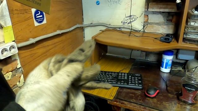 Сборка продолжается Ява Чезет 175 356 (Jawa Cezet) смотреть онлайн