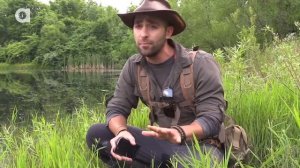 Откусила кусок пальца,укус  каймановой черепахи