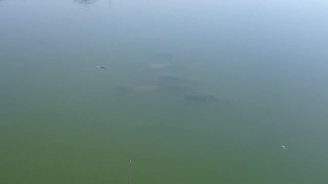 Толстолобики. Рыбалка. 2015. Подводные мутанты Копейска смотреть онлайн