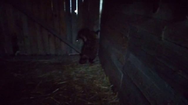 У нас плюс 1 и снег. У Енотовидной собаки сон продолжался с понедельника до сегодняшнего дня. смотреть онлайн