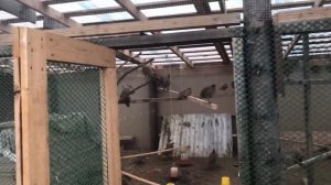 Разведение фазанов. Как устроить вольер для фазанов.