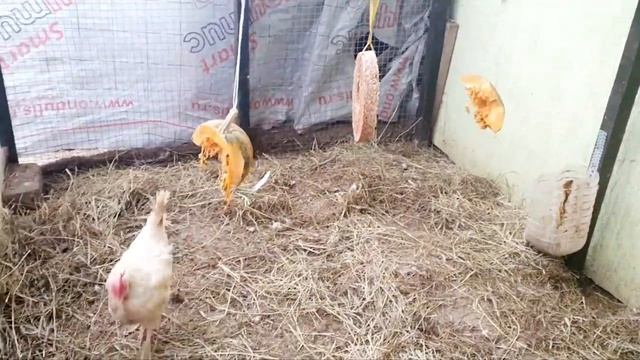 Мои куры не мерзнут даже при минус 20, хотя курятник без отопления смотреть онлайн
