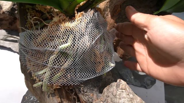 How to mount phalaenopsis orchids to drift wood смотреть онлайн