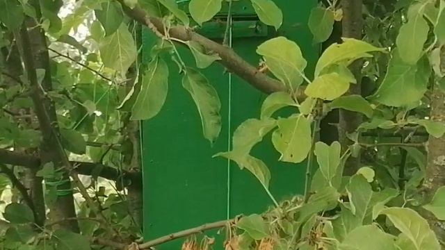 Проверка ловушек смотреть онлайн