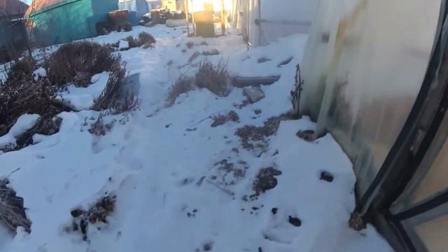 зимовка клубники под соломой. смотреть онлайн