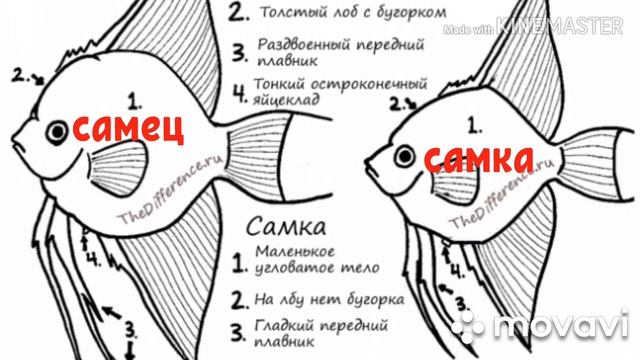 Кратко о скалярии!