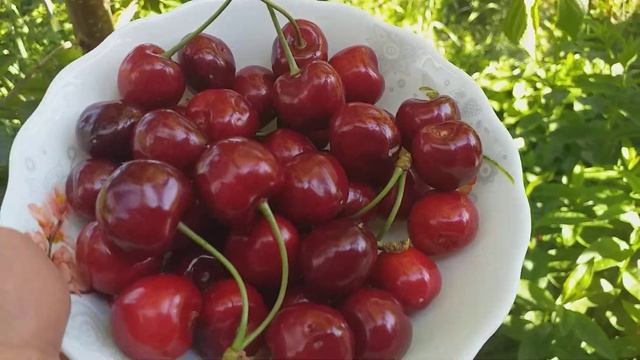 Черешня сорт Огненный Шар. Идеальная ранняя черешня для Вашего сада. Обзор 2022г смотреть онлайн