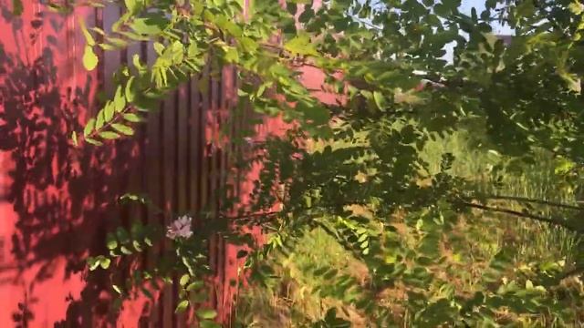 Как растёт акация в Подмосковье #Подмосковье #акация #сад