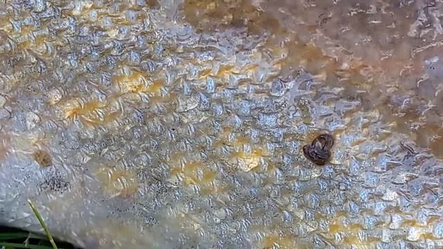 Паразиты прудовой рыбы смотреть онлайн