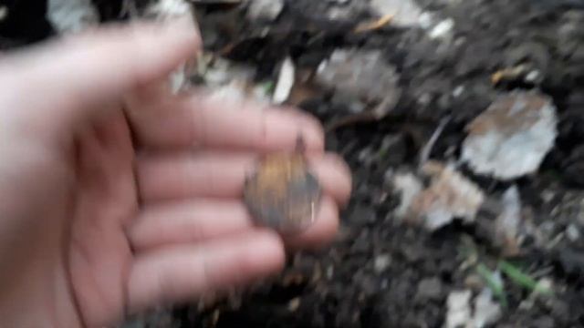 Пока я ВИДЕО снимал КАМРАД МОНЕТ НАКОПАЛ !!! смотреть онлайн