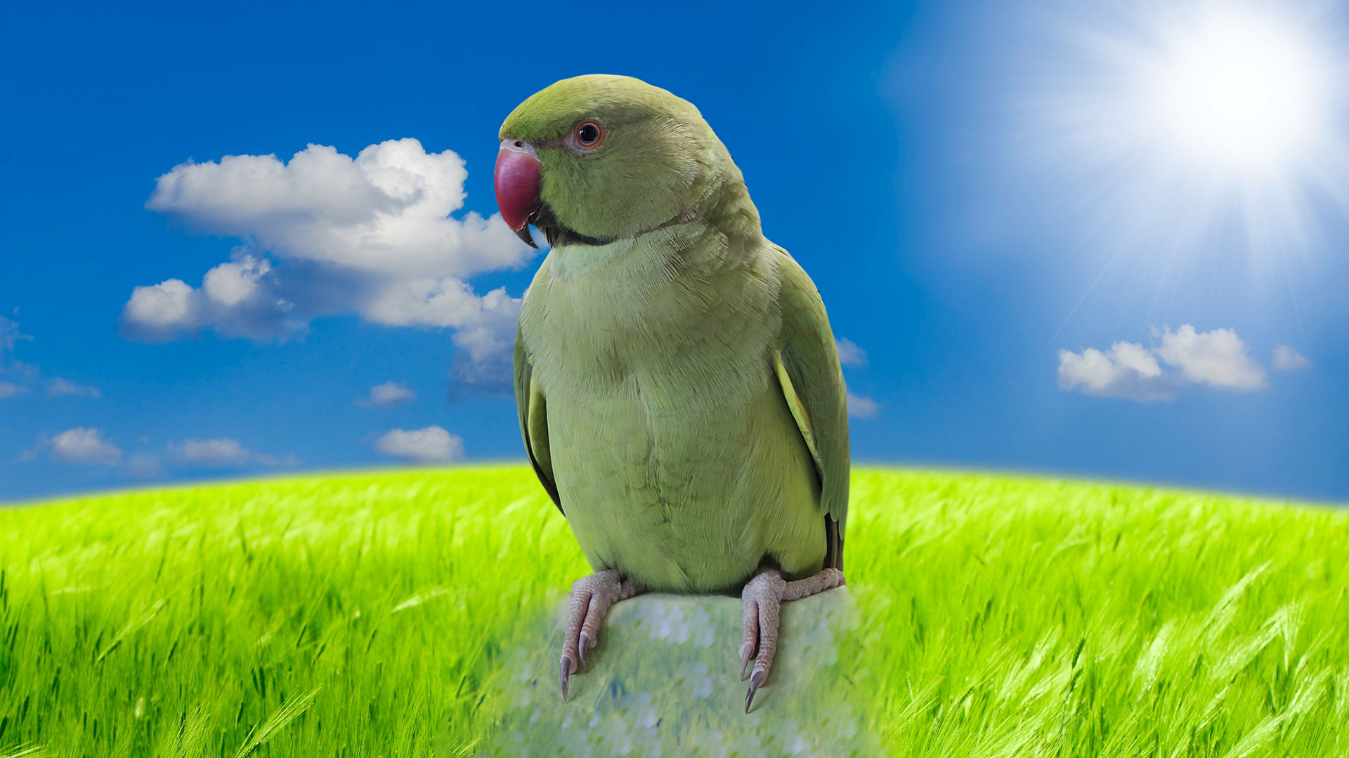 Ожереловый попугай Яша разговаривает