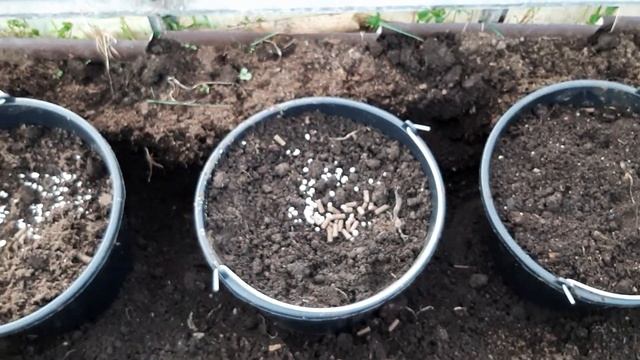 Сажаю помидоры в вёдра. смотреть онлайн