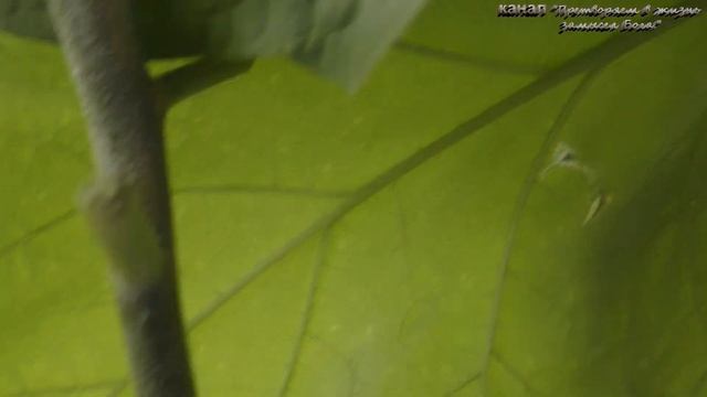 Эти Чудо-баклажаны могут расти у вас,розыгрыш семян смотреть онлайн