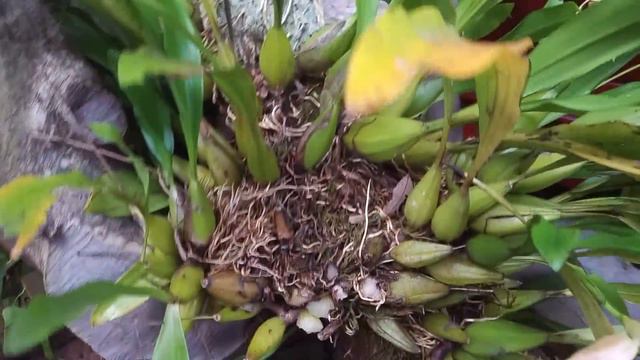 Tuyệt sắc vẻ đẹp Lan rừng Hàm Long | Orchid смотреть онлайн
